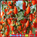 Appetizing goji berry dried goji berry goji with out sulpher